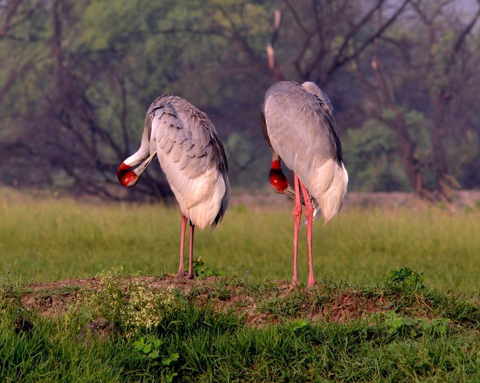 Hotel Bharatpur Ashok Экстерьер фото